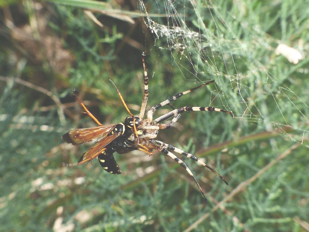 Predazione di Batozonellus lacerticida su Argiope bruennichi.